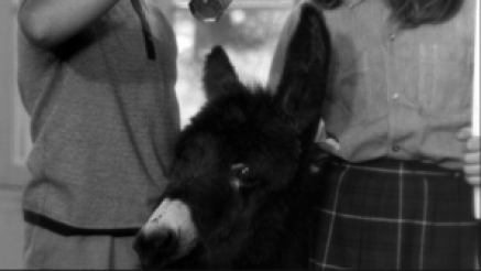 Balthazar as a young donkey.